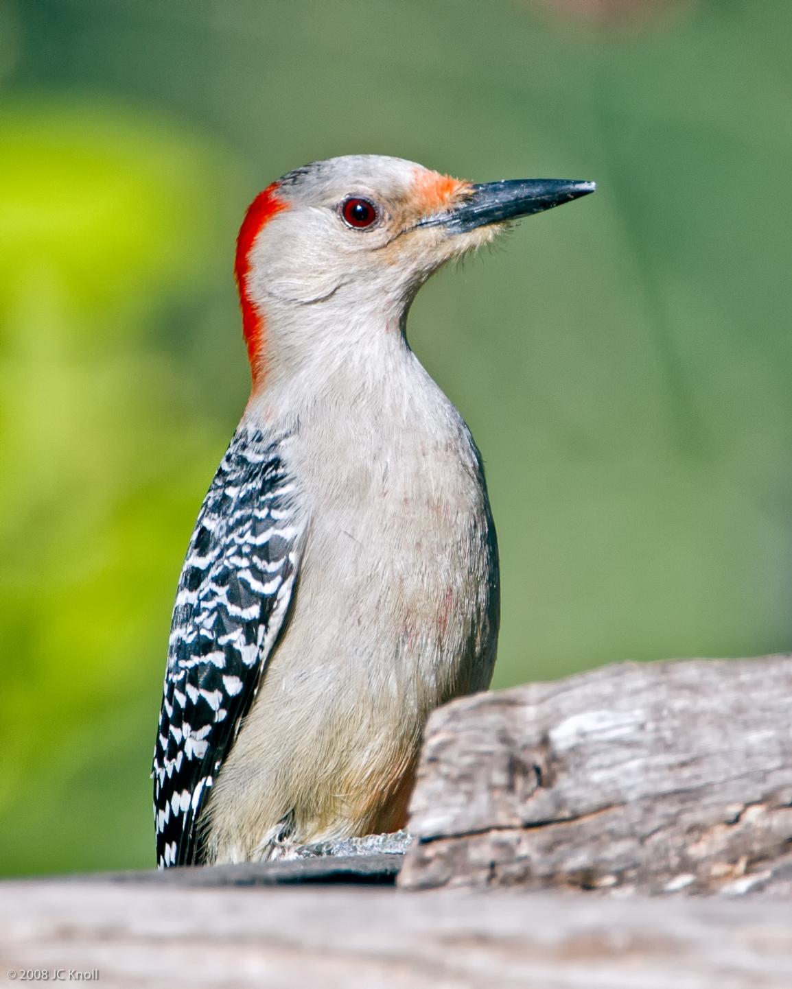 Red-bellied Woodpecker Photo by JC Knoll