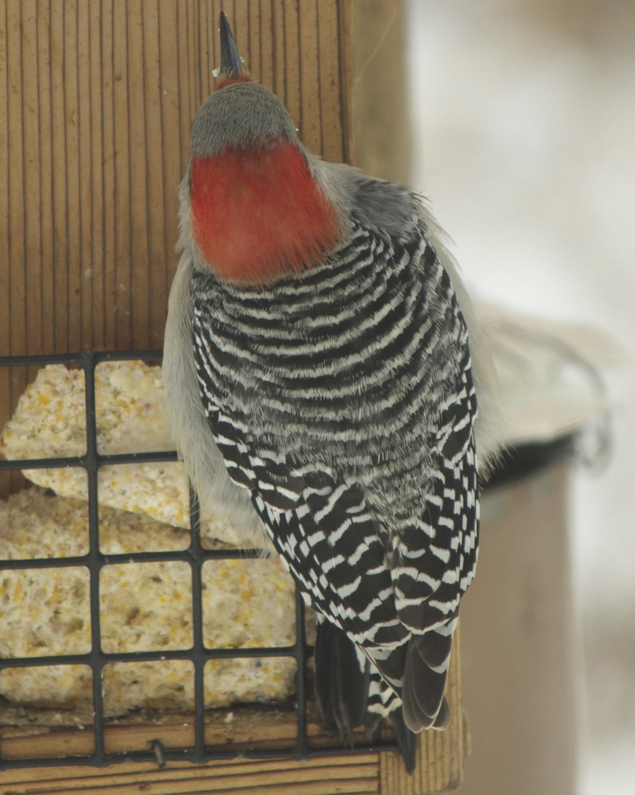 Red-bellied Woodpecker Photo by Mark Baldwin