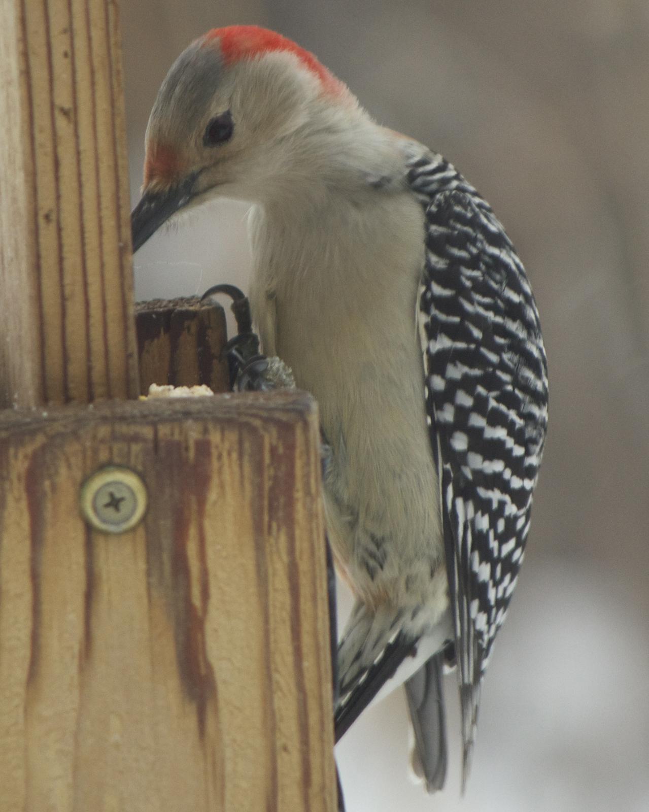 Red-bellied Woodpecker Photo by Mark Baldwin
