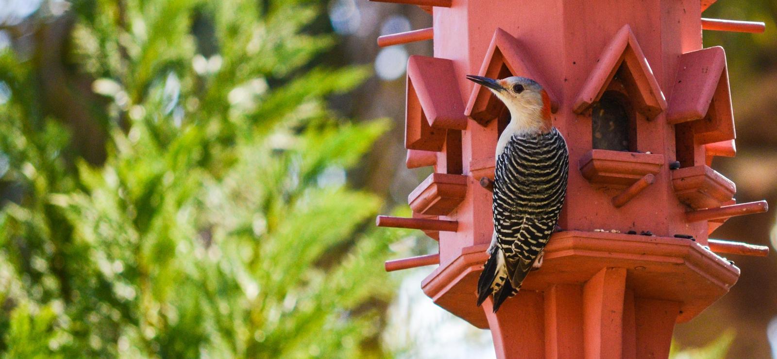Red-bellied Woodpecker Photo by Mike Ballentine