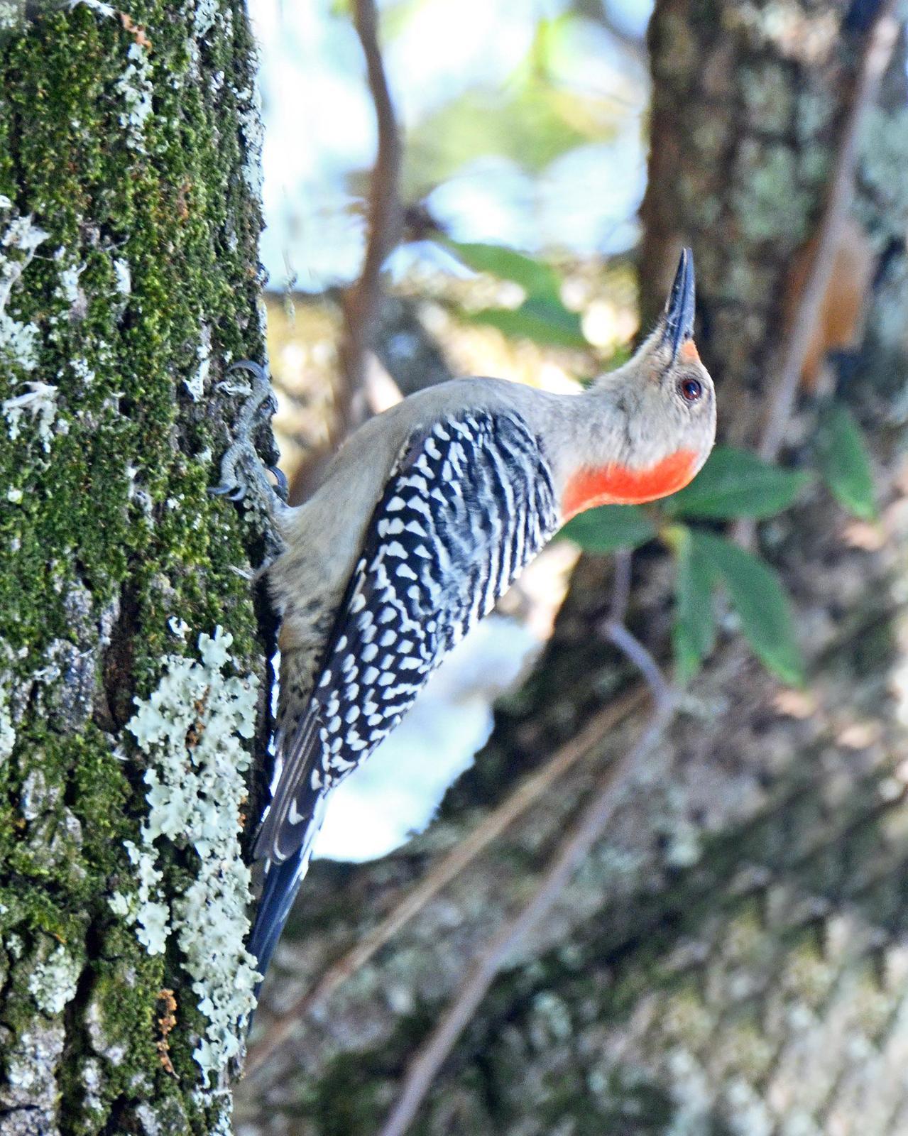 Red-bellied Woodpecker Photo by Steven Mlodinow