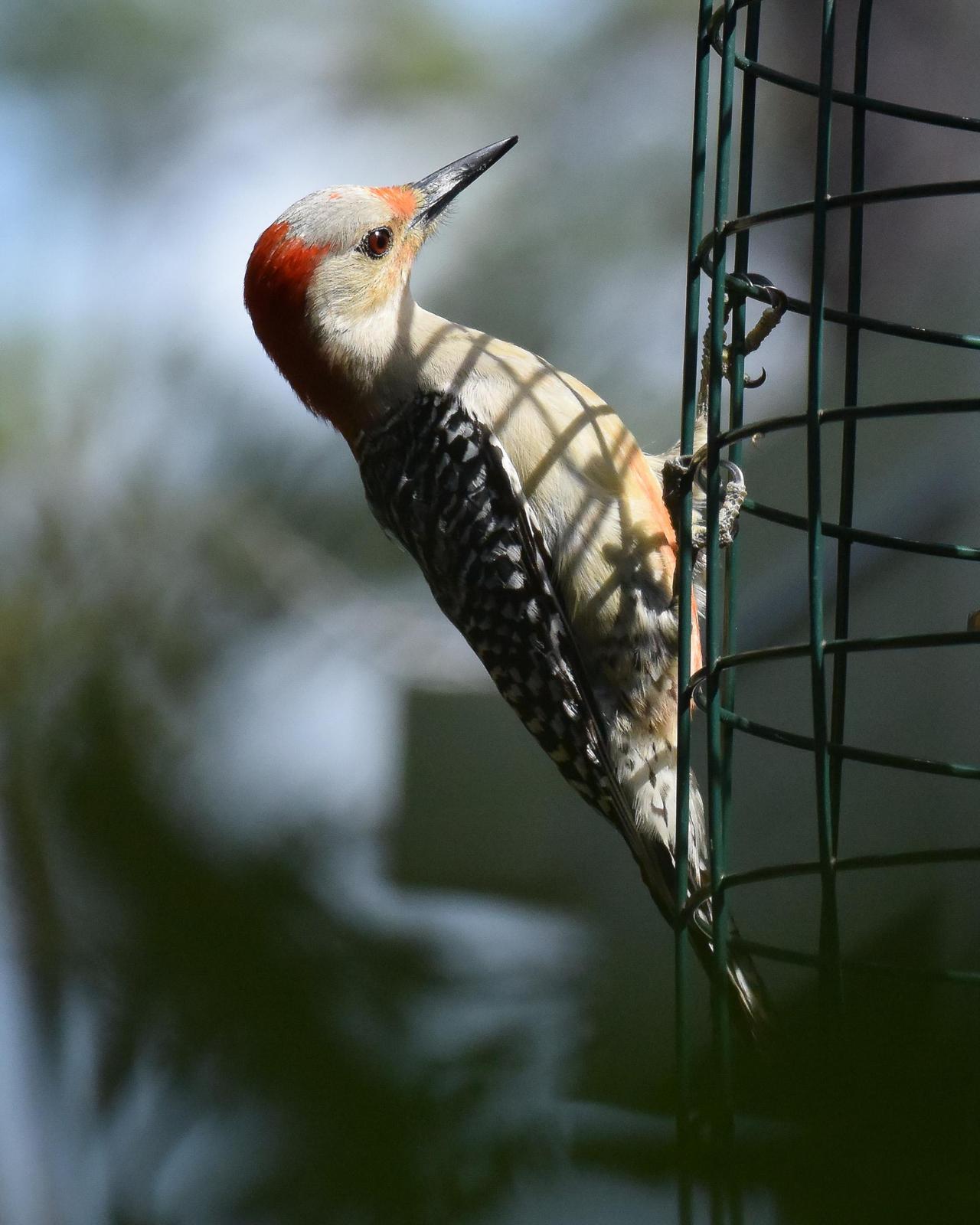 Red-bellied Woodpecker Photo by Emily Percival