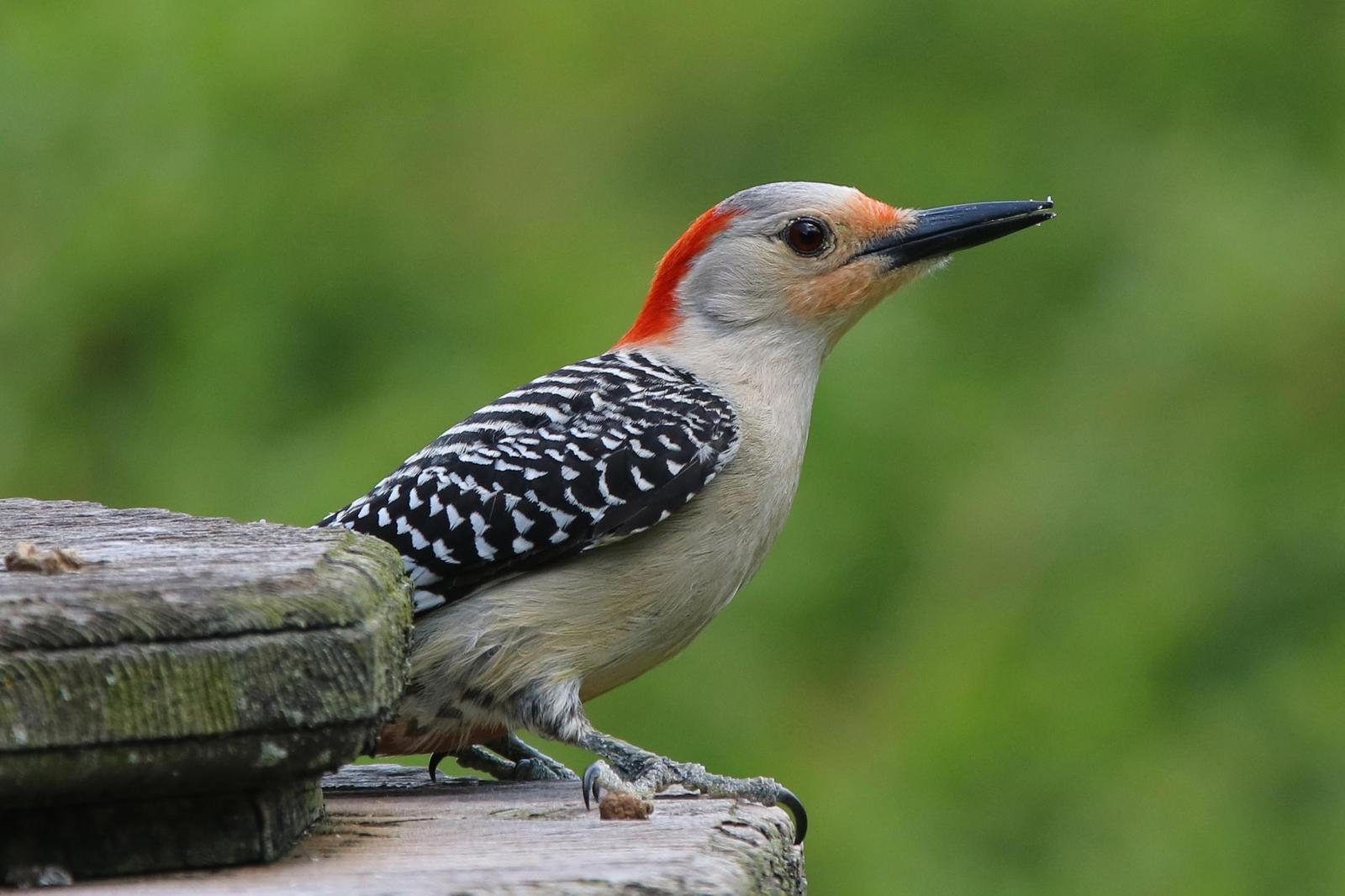 Red-bellied Woodpecker Photo by Kristy Baker