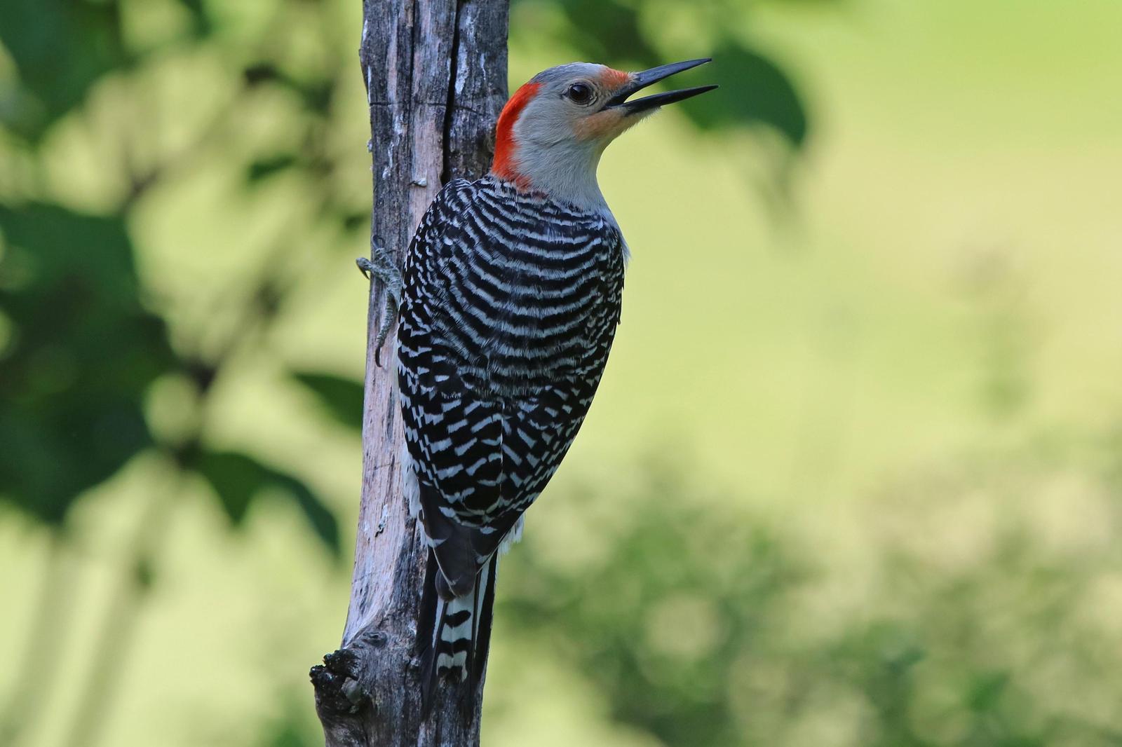 Red-bellied Woodpecker Photo by Kristy Baker