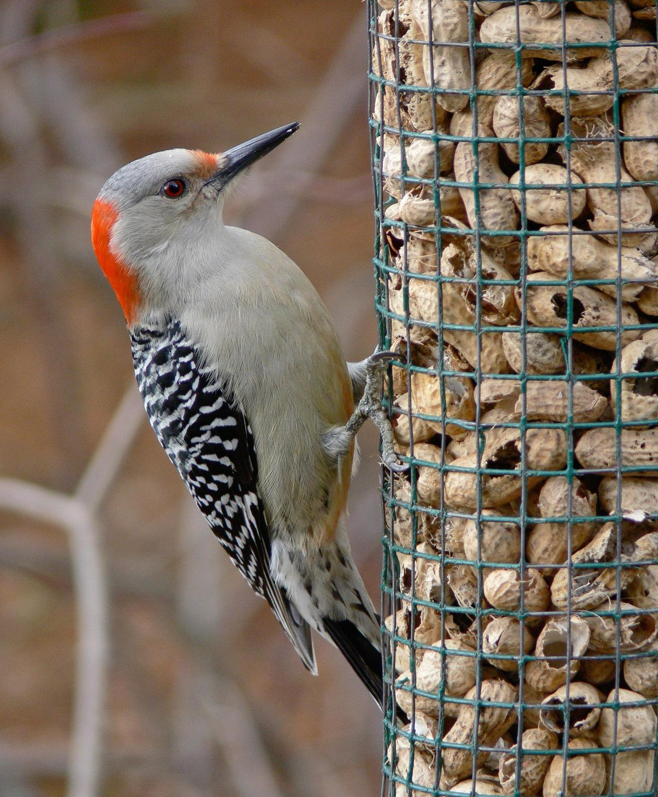 Red-bellied Woodpecker Photo by Tom Ford-Hutchinson