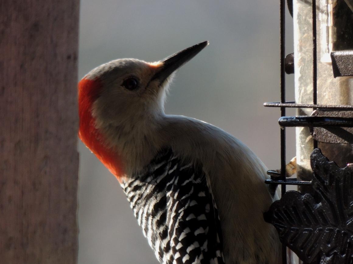 Red-bellied Woodpecker Photo by Tony Heindel
