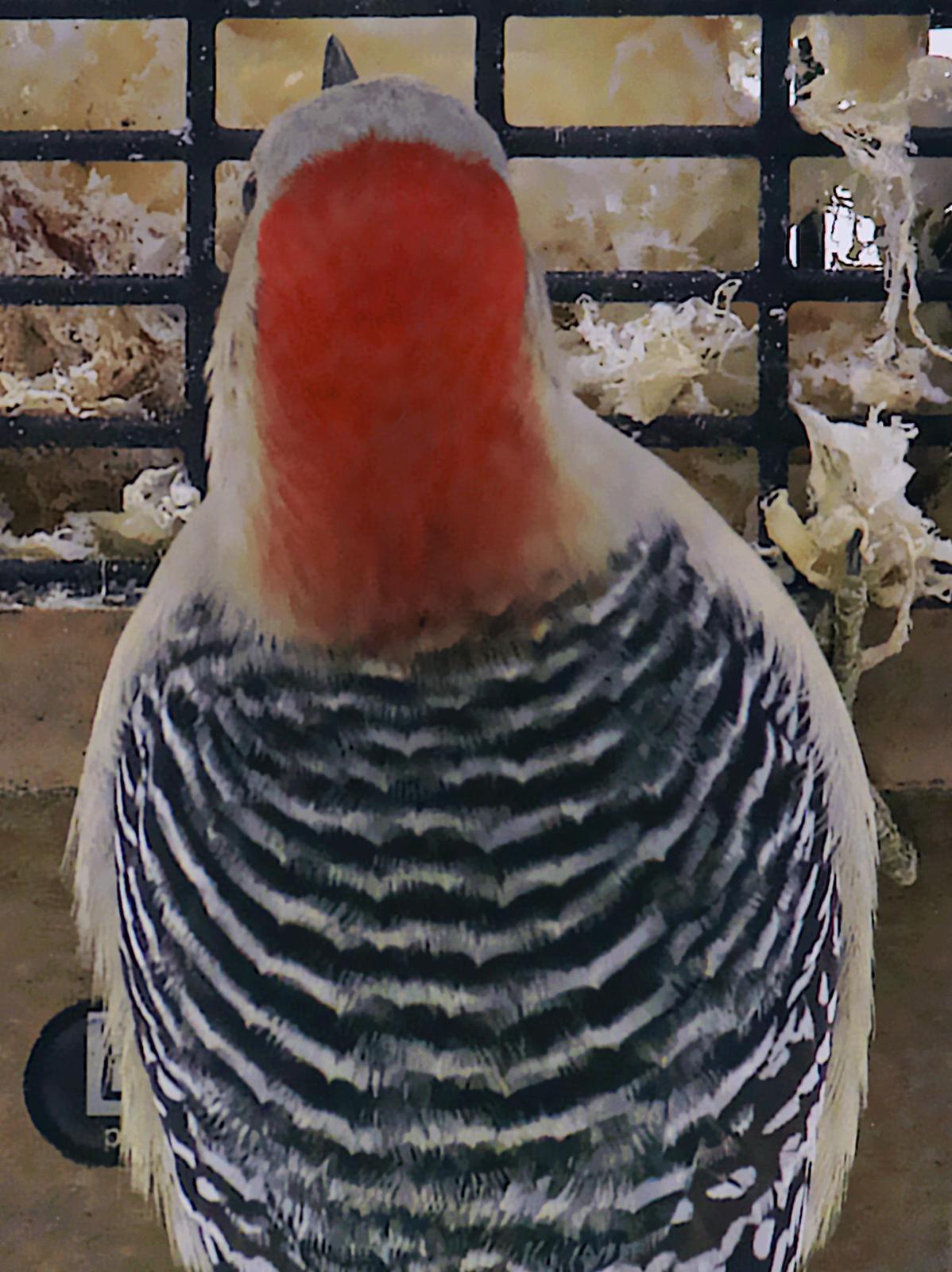 Red-bellied Woodpecker Photo by Dan Tallman