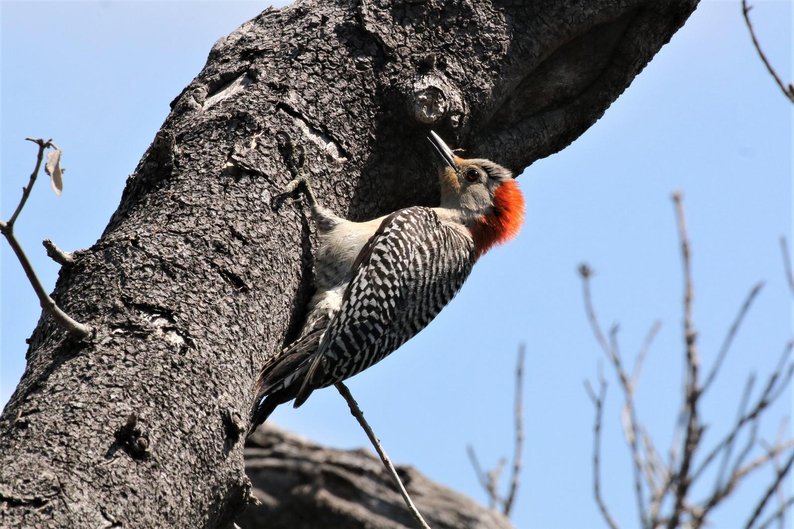 Red-bellied Woodpecker Photo by Richard Jeffers