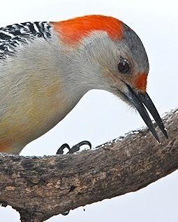 Red-bellied Woodpecker Photo by Pete Myers