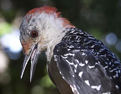 Red-bellied Woodpecker Photo by Dan Tallman