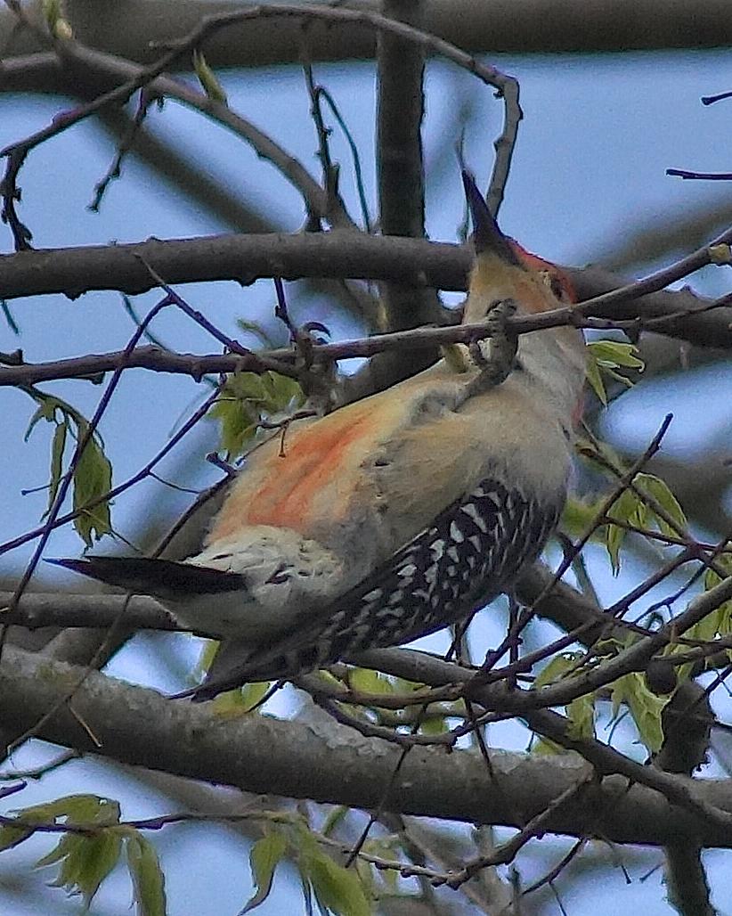 Red-bellied Woodpecker Photo by Gerald Hoekstra