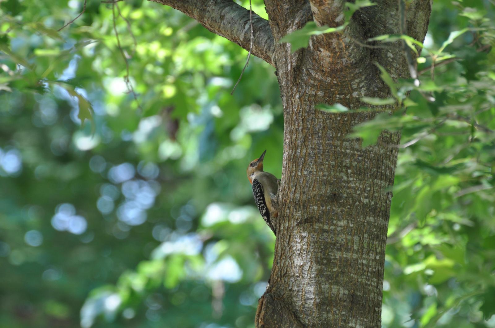 Red-bellied Woodpecker Photo by Ashley Grubstein