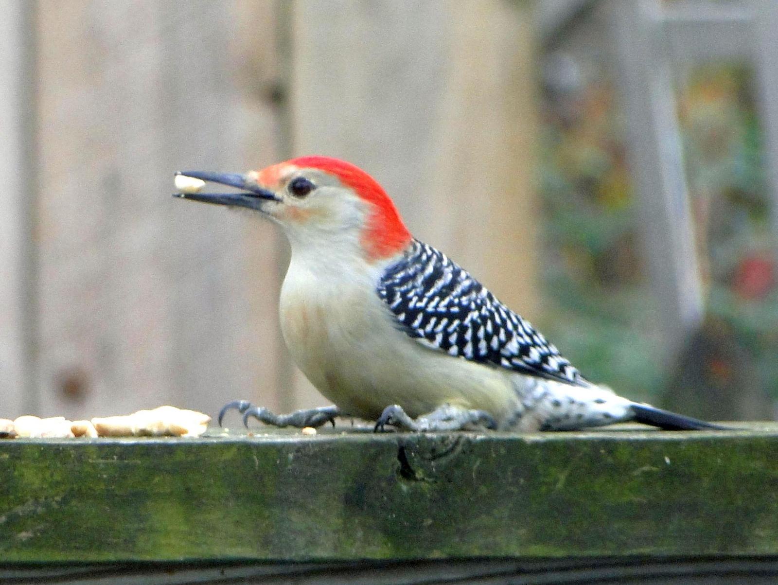 Red-bellied Woodpecker Photo by Phil Sheridan