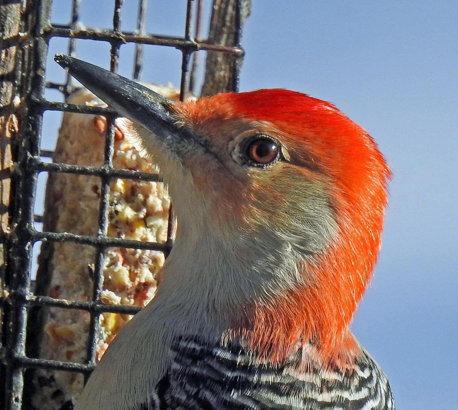 Red-bellied Woodpecker Photo by Tom Gannon