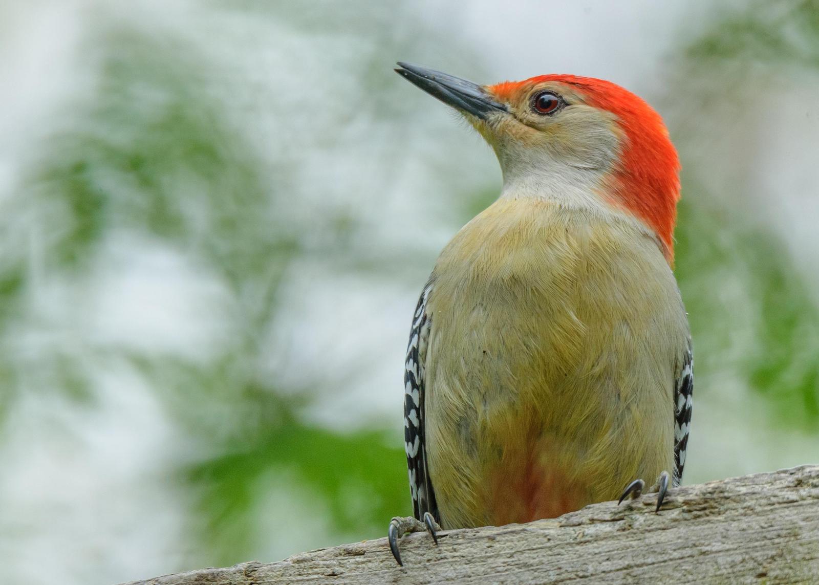Red-bellied Woodpecker Photo by Keshava Mysore