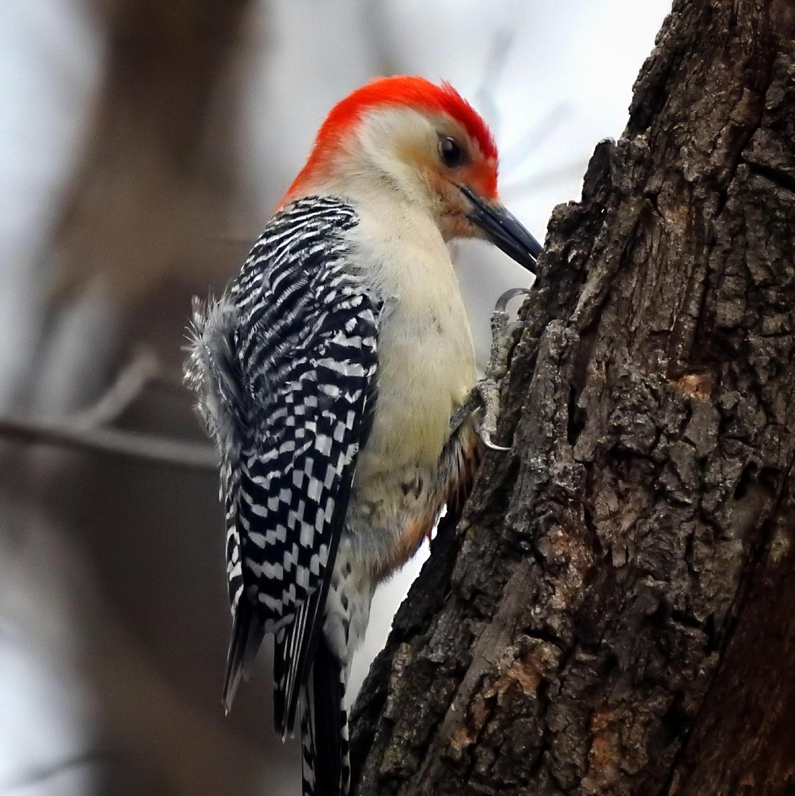 Red-bellied Woodpecker Photo by Steven Kleiman