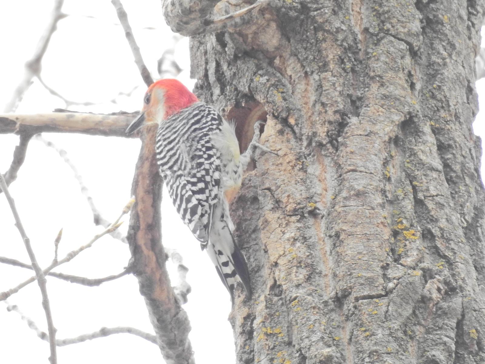 Red-bellied Woodpecker Photo by Enid Bachman
