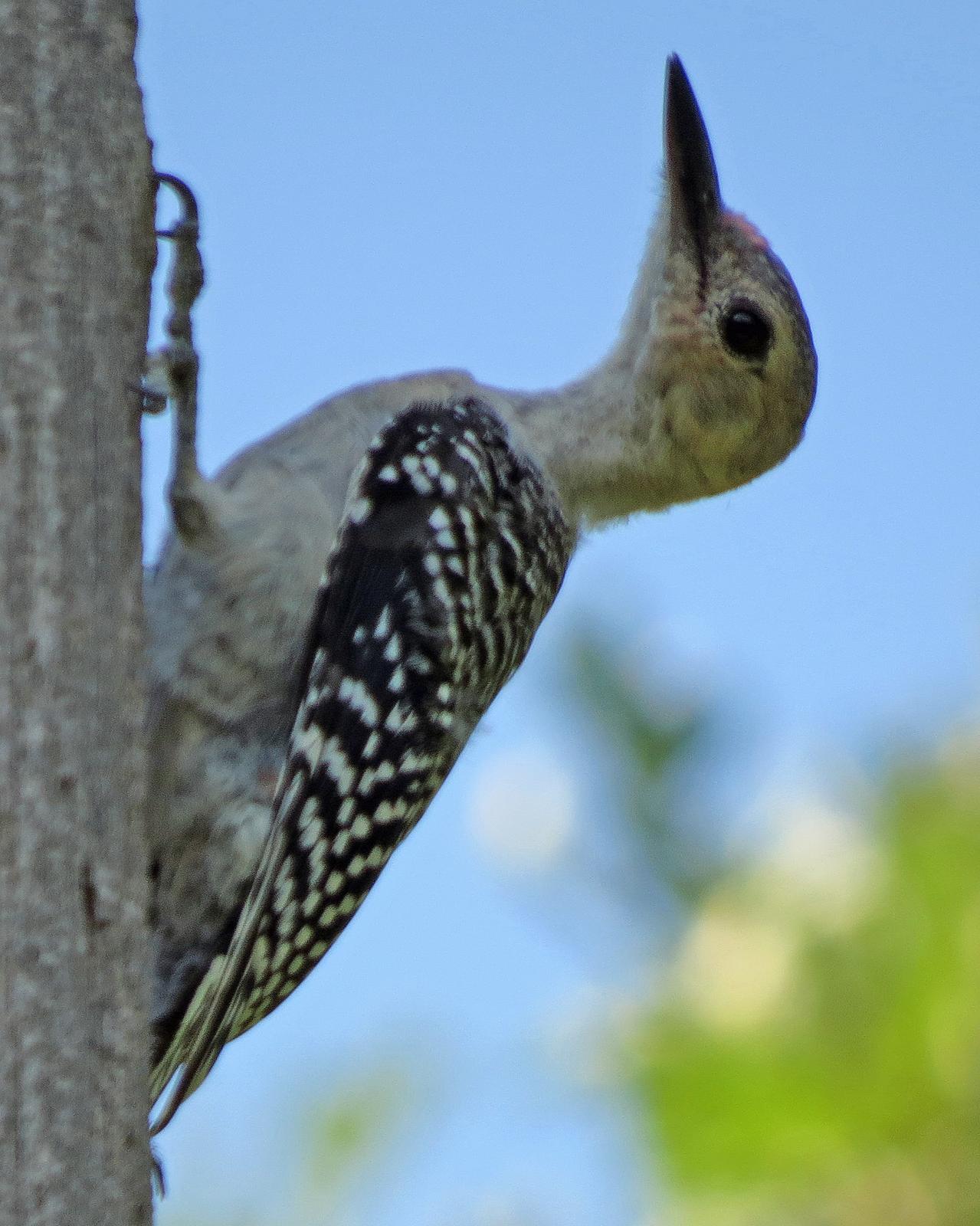 Red-bellied Woodpecker Photo by Kelly Preheim