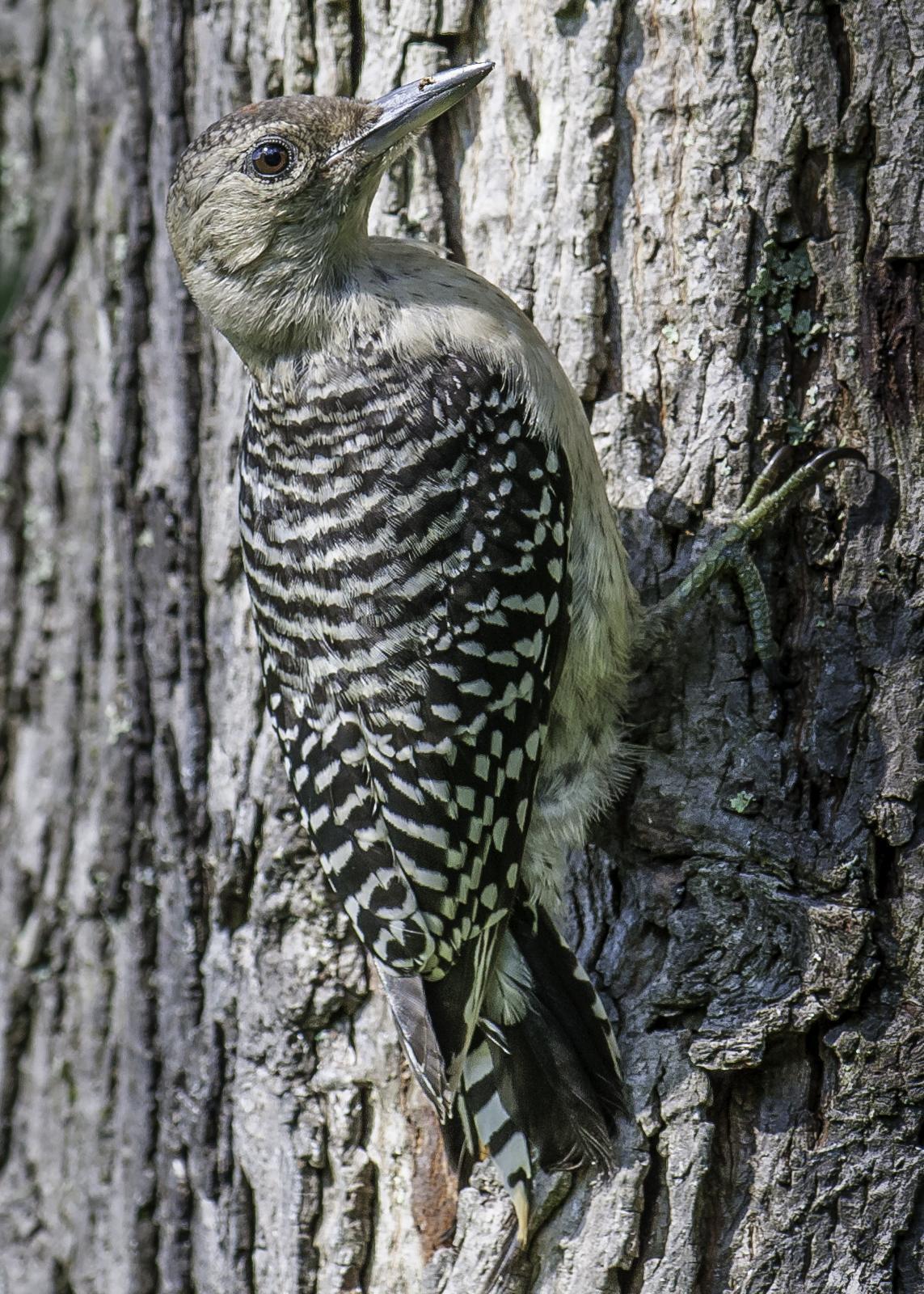Red-bellied Woodpecker Photo by Mason Rose