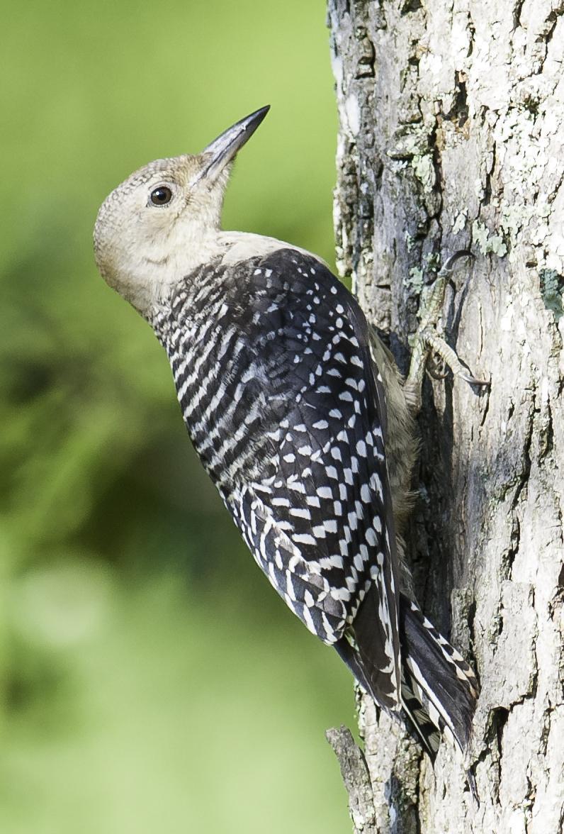 Red-bellied Woodpecker Photo by Mason Rose