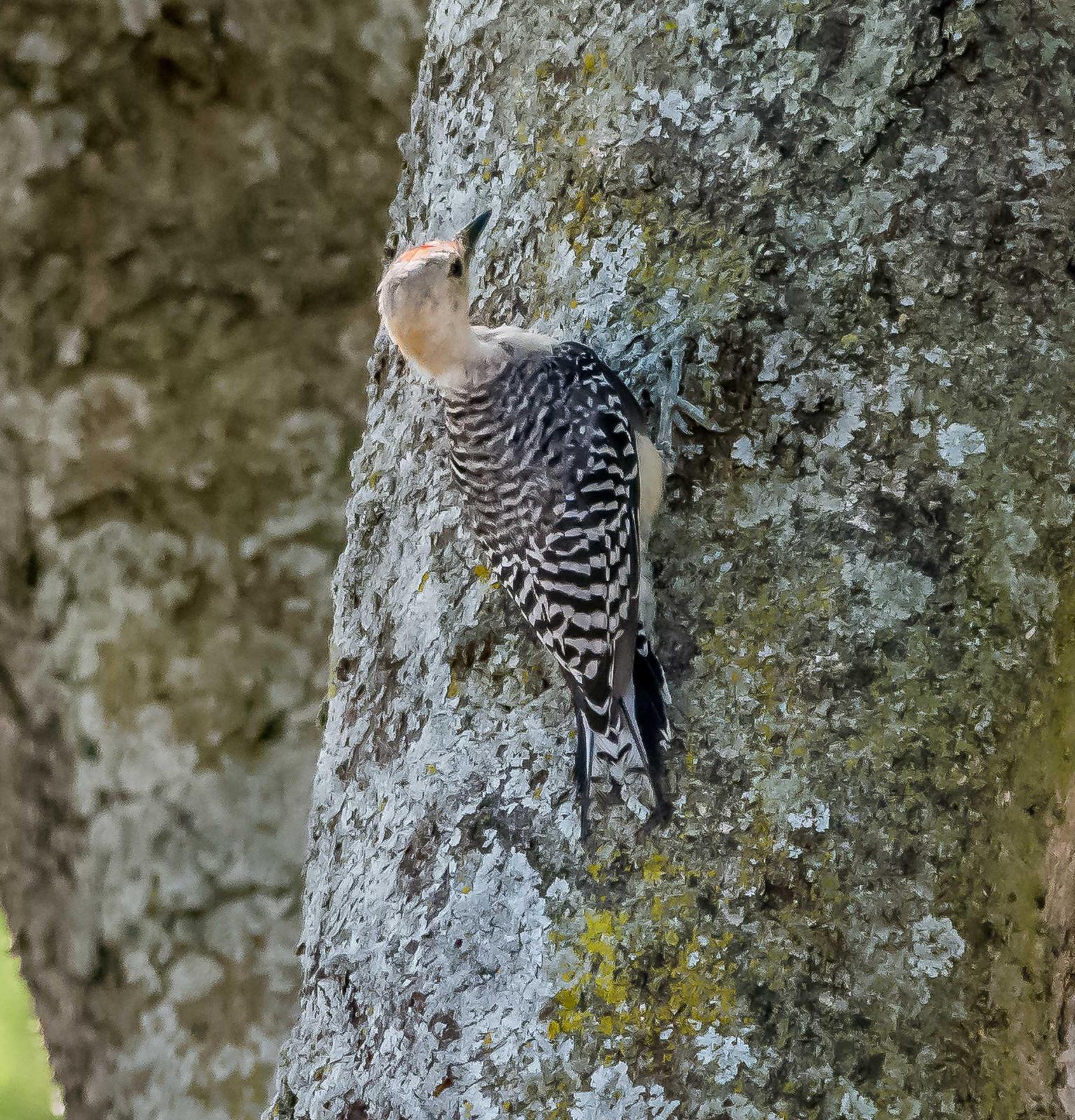 Red-bellied Woodpecker Photo by Wally Wenzel