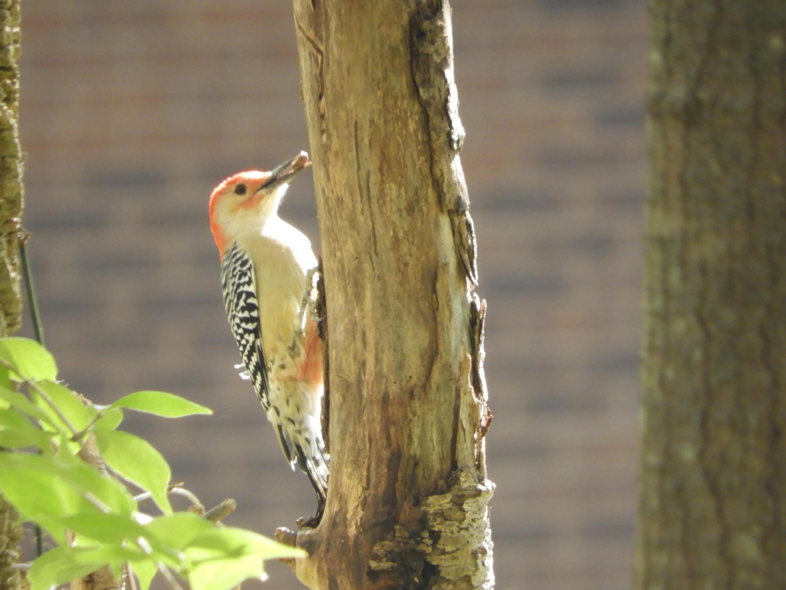 Red-bellied Woodpecker Photo by Yvonne Burch-Hartley