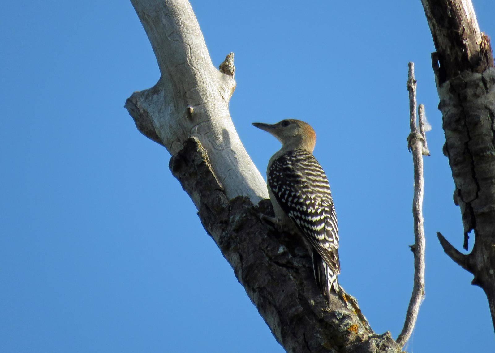 Red-bellied Woodpecker Photo by Kelly Preheim