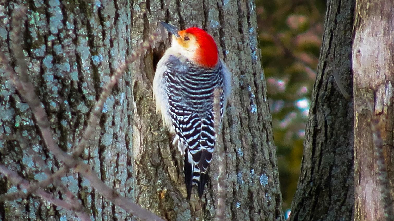 Red-bellied Woodpecker Photo by Angelo  Iacona 