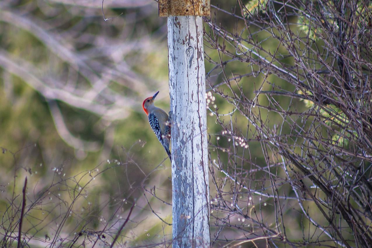 Red-bellied Woodpecker Photo by Angelo  Iacona 