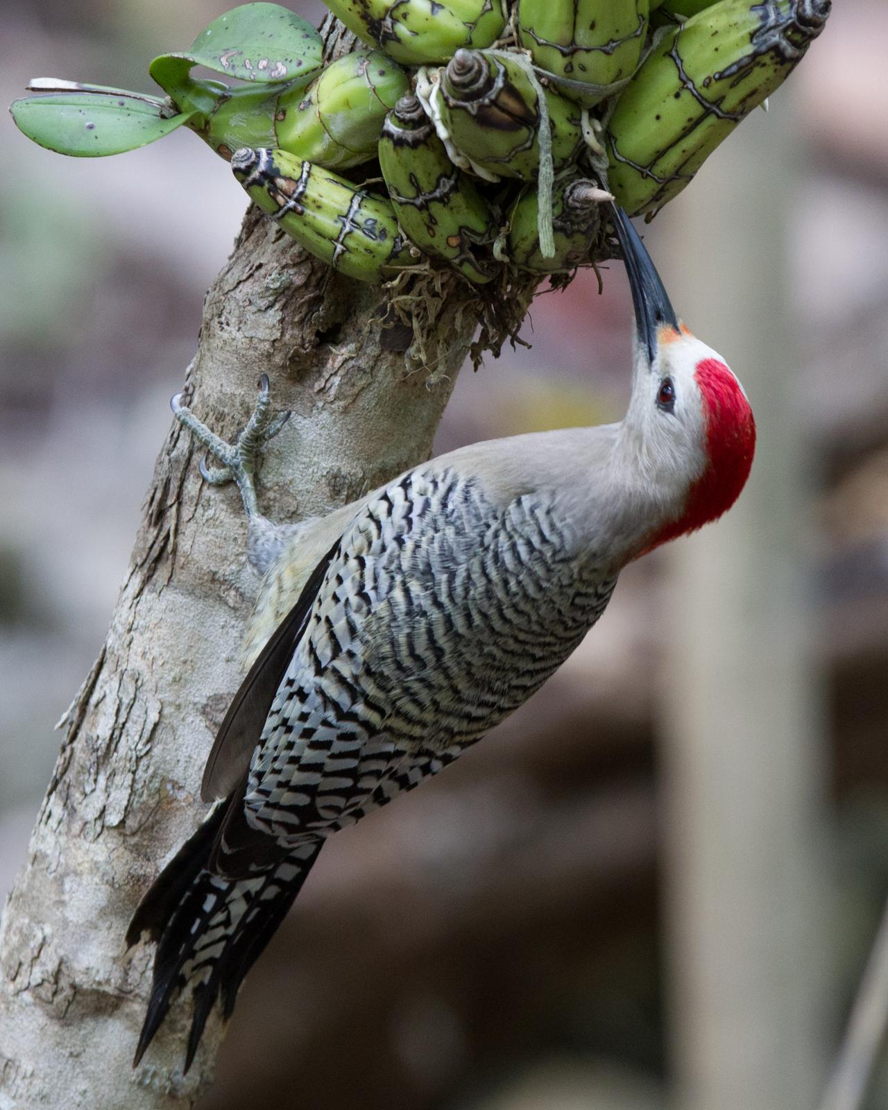 West Indian Woodpecker Photo by Kevin Berkoff