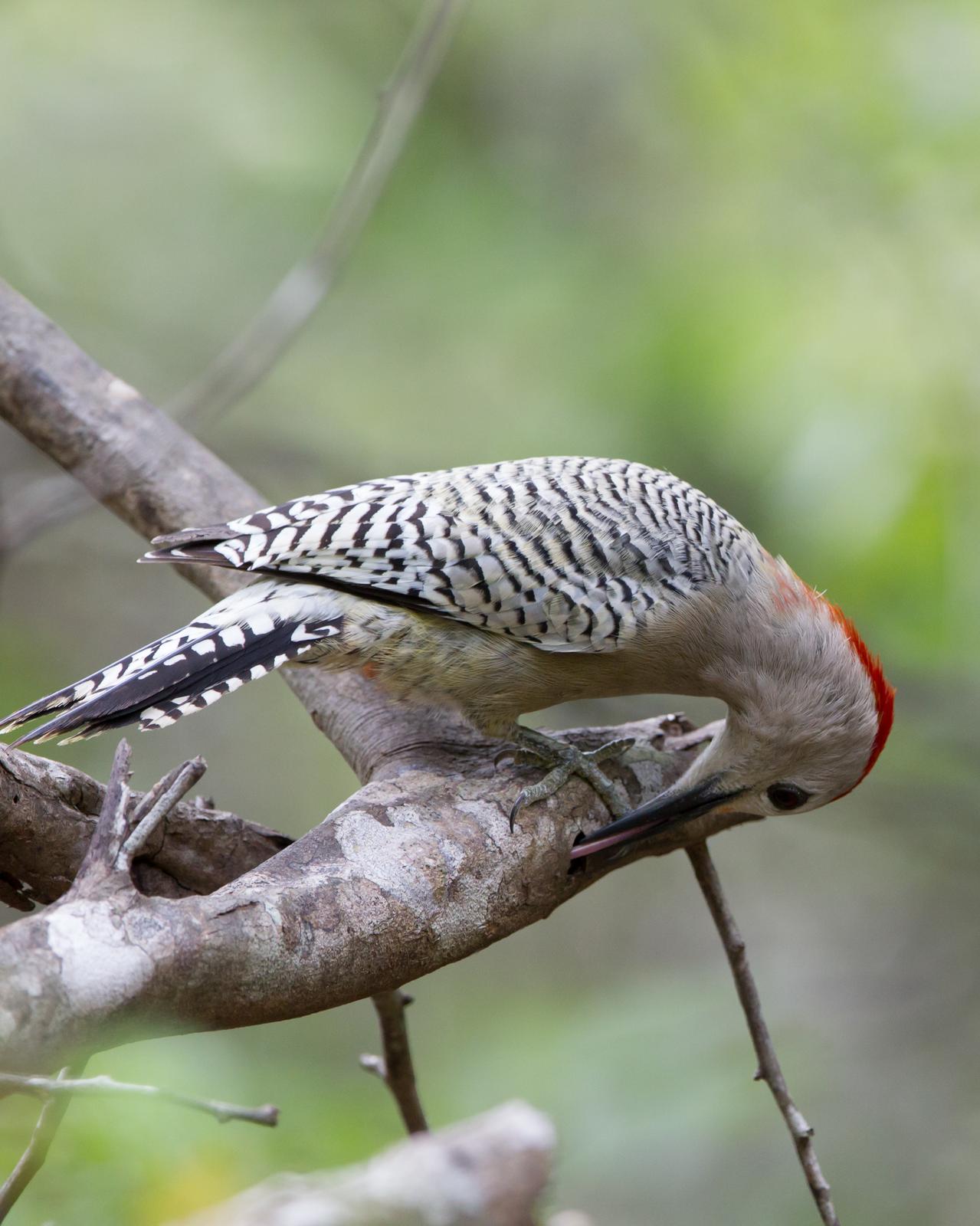 West Indian Woodpecker Photo by Kevin Berkoff