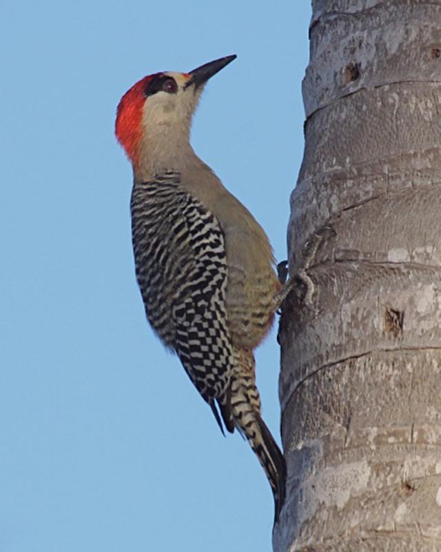 West Indian Woodpecker Photo by Ed Harper
