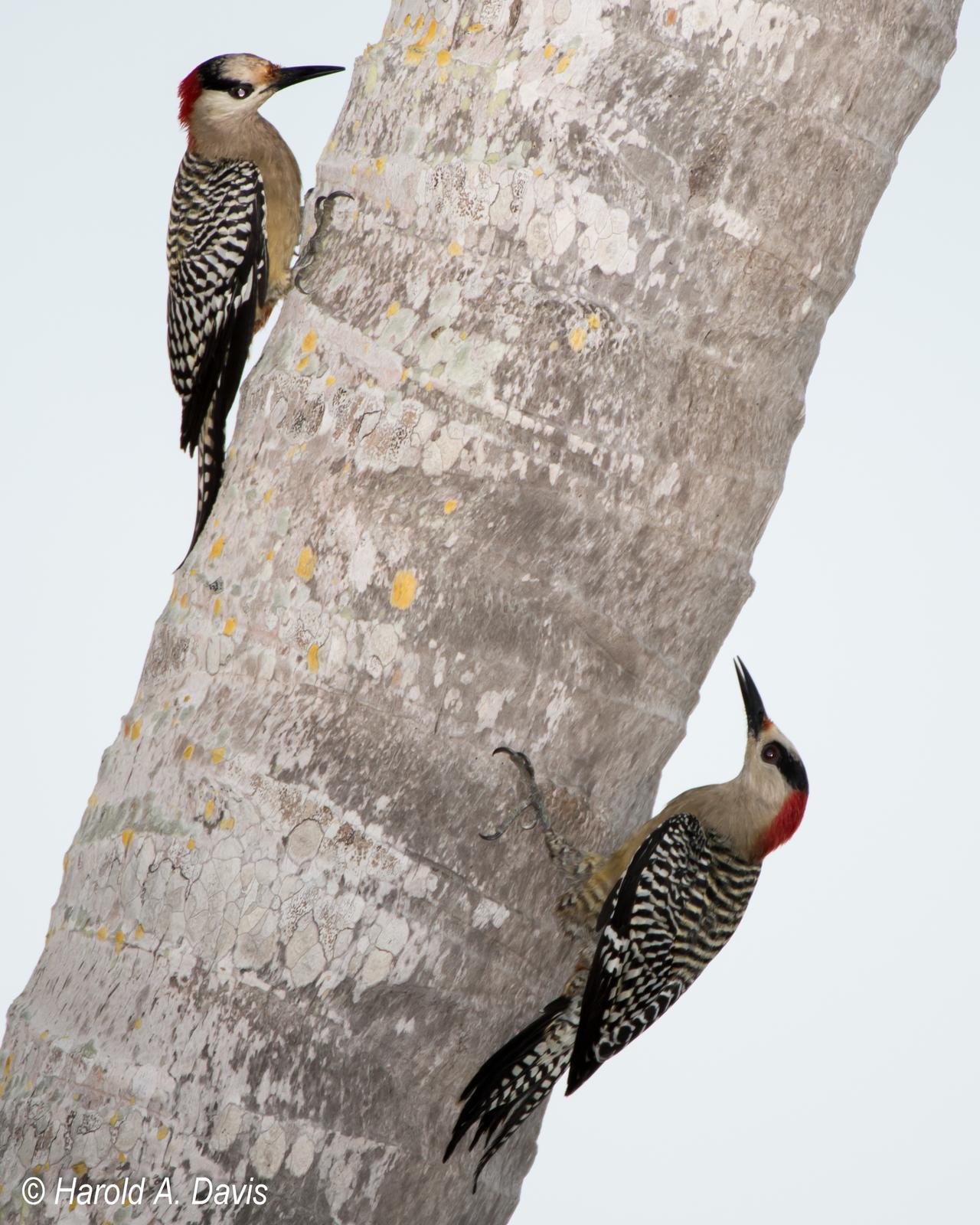 West Indian Woodpecker Photo by Harold Davis