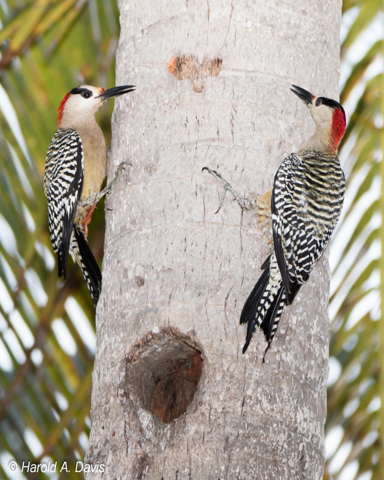 West Indian Woodpecker Photo by Harold Davis