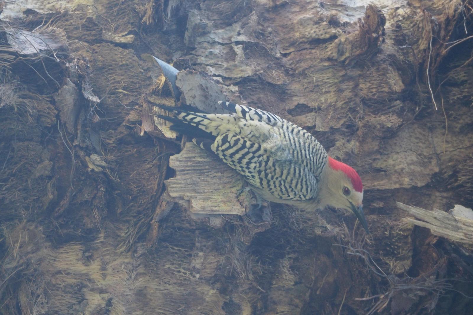 West Indian Woodpecker Photo by Colin Hill