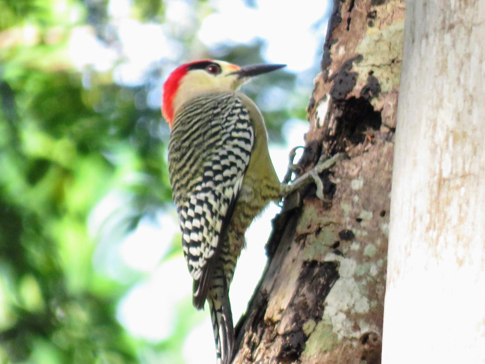 West Indian Woodpecker Photo by Carey Parks