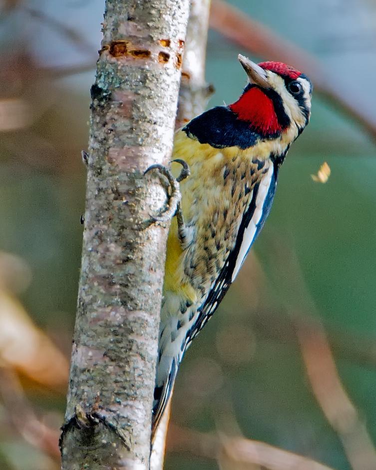 Yellow-bellied Sapsucker Photo by JC Knoll