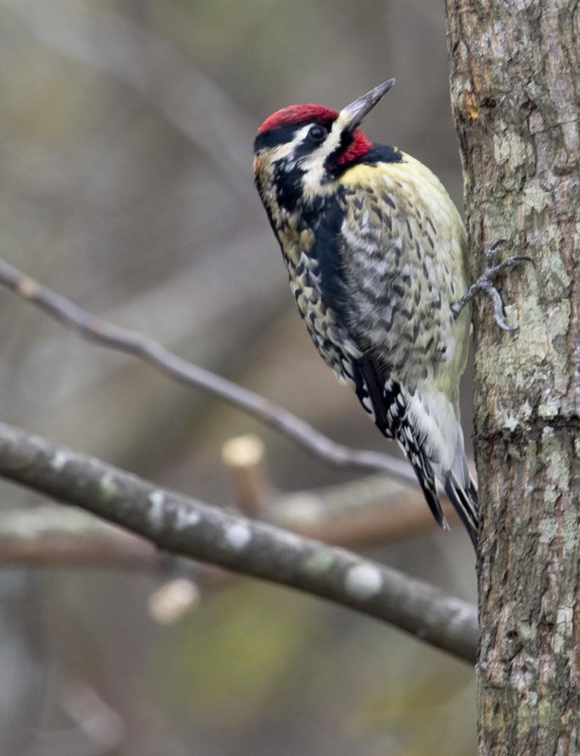 Yellow-bellied Sapsucker Photo by M Bachner