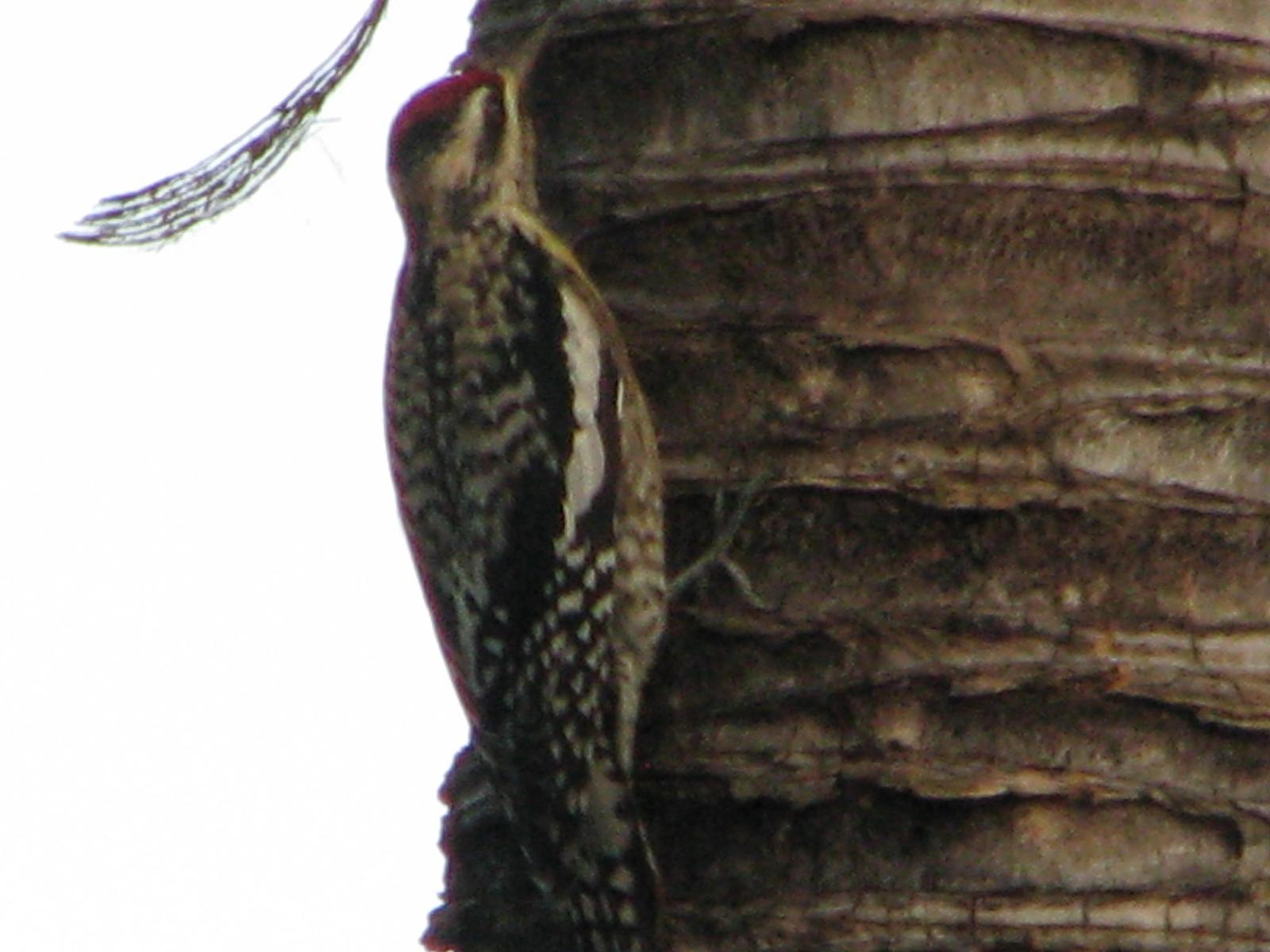 Yellow-bellied Sapsucker Photo by Ted Goshulak