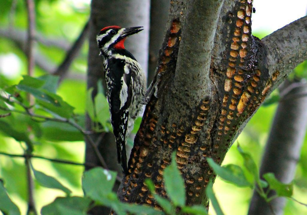 Yellow-bellied Sapsucker Photo by Ruth Morrissette