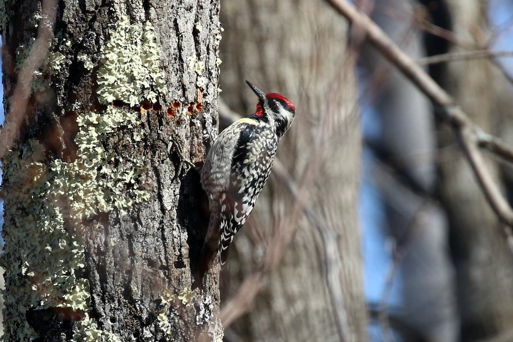Yellow-bellied Sapsucker Photo by Ruth Morrissette