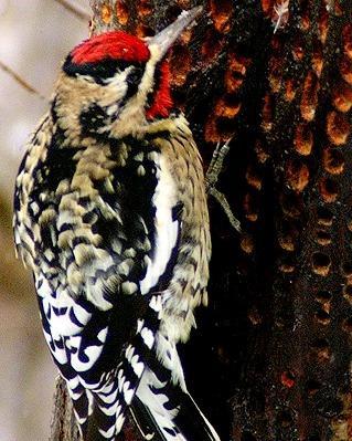 Yellow-bellied Sapsucker Photo by Pete Myers