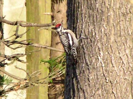 Yellow-bellied Sapsucker Photo by Roseanne CALECA