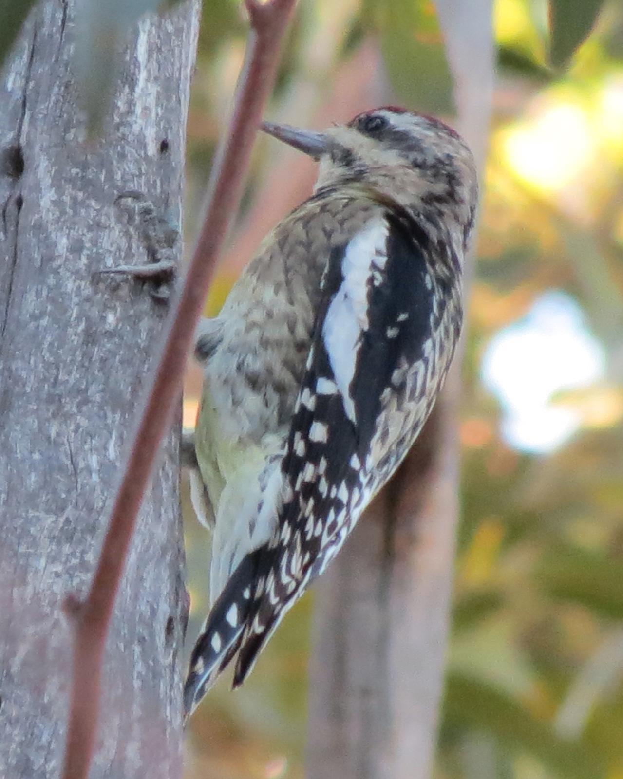 Yellow-bellied Sapsucker Photo by David Bell