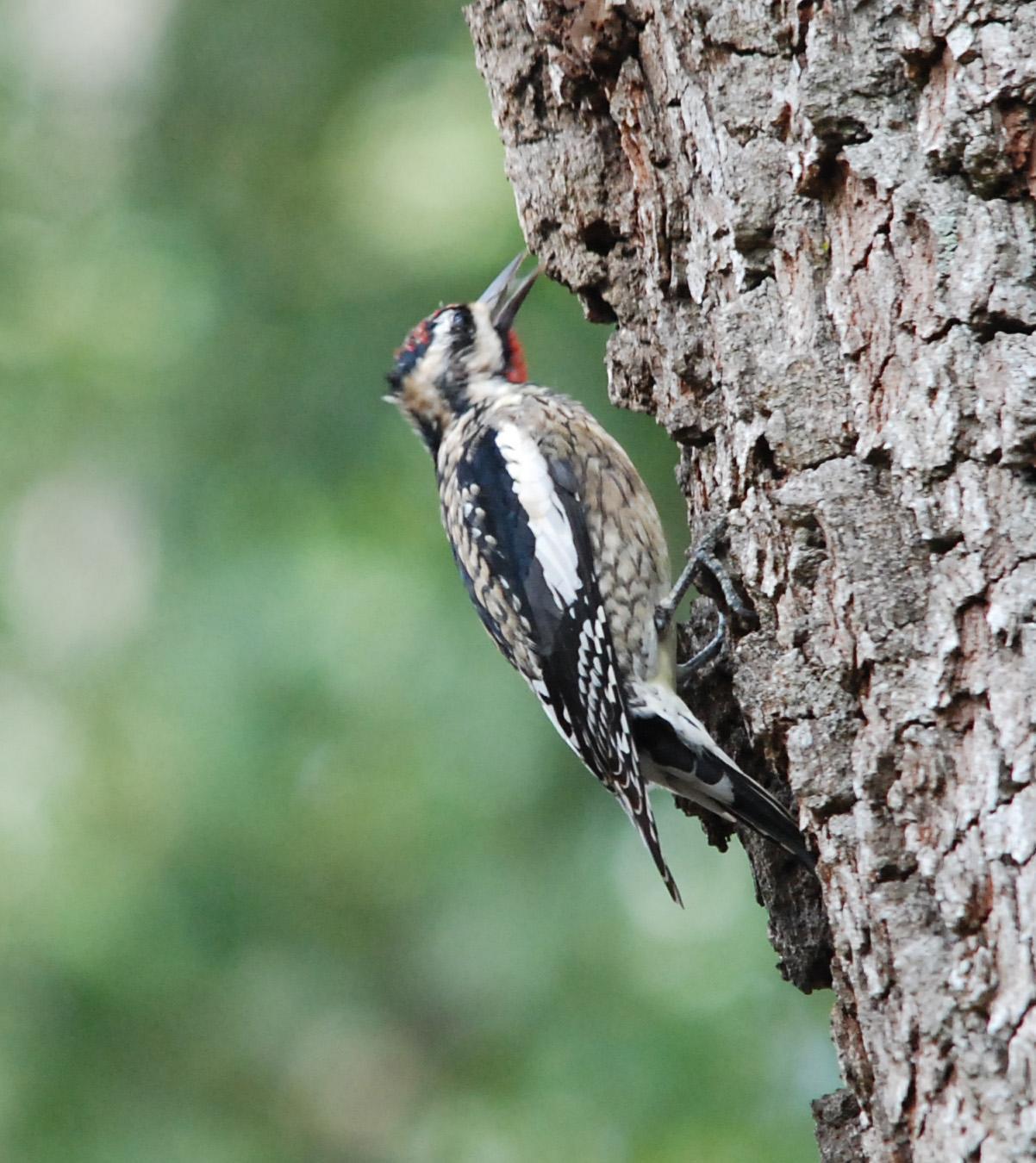 Yellow-bellied Sapsucker Photo by Carol Foil