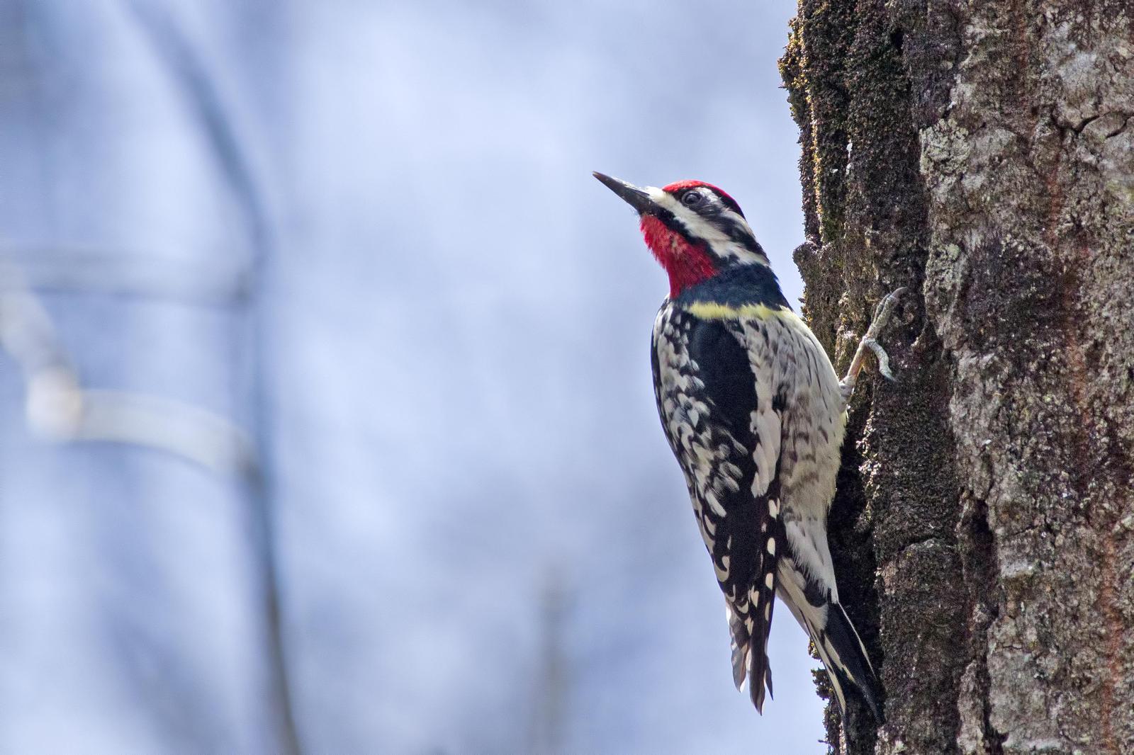 Yellow-bellied Sapsucker Photo by Rob Dickerson