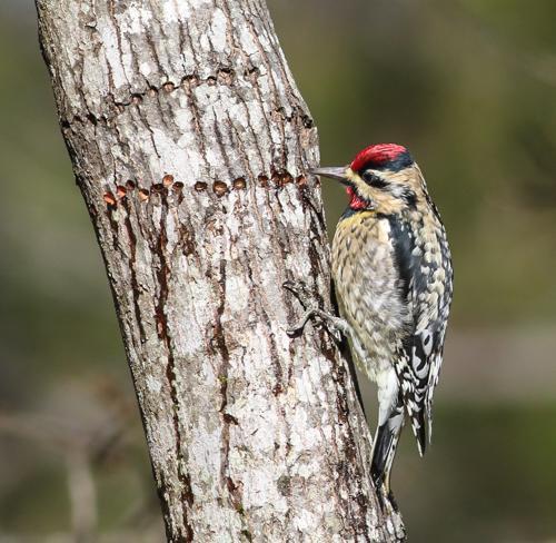 Yellow-bellied Sapsucker Photo by Terry Campbell