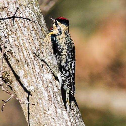 Yellow-bellied Sapsucker Photo by Terry Campbell