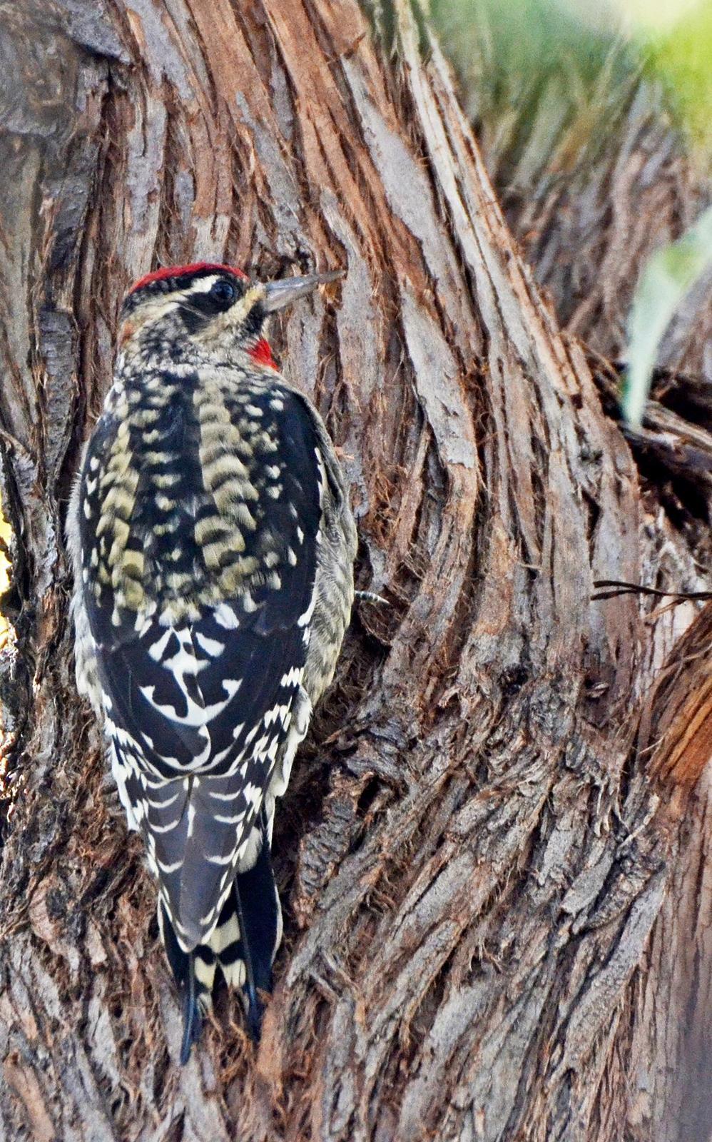 Yellow-bellied x Red-naped Sapsucker (hybrid) Photo by Steven Mlodinow