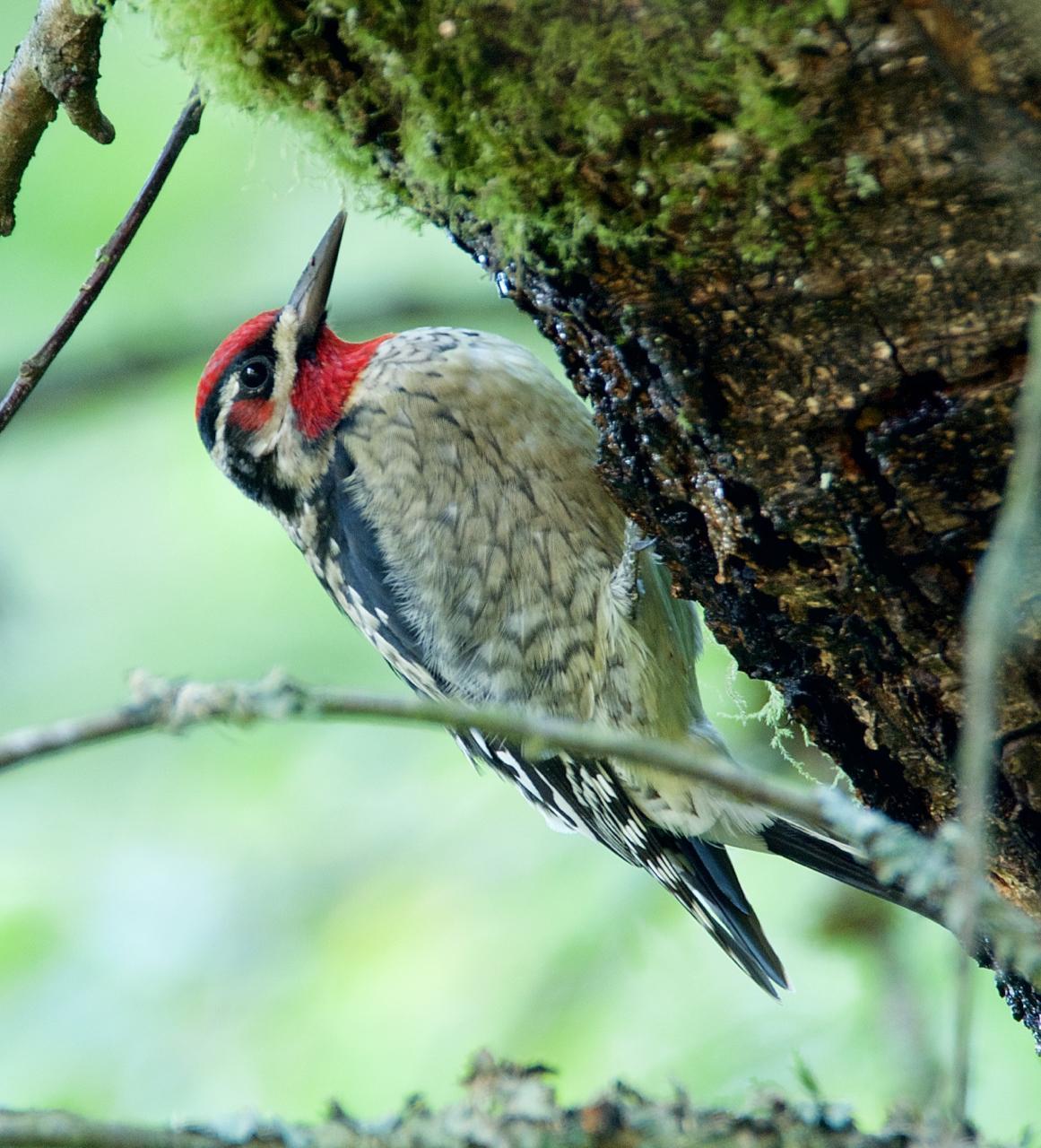 Red-naped Sapsucker Photo by Brian Avent